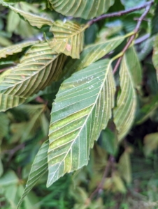 In the light, the leaves also show bands – a clear sign of the beech leaf disease. An invasive nematode is believed to be responsible for this disease. The microscopic worms are present in the leaves and buds of infected beech trees.