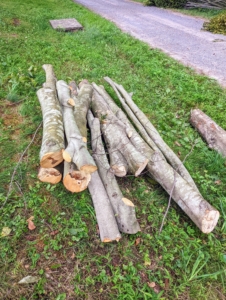 Here is a pile of thicker branches waiting to be discarded. Because the tree is diseased, we cannot save any of the cut lumber - the entire tree will be thrown away.