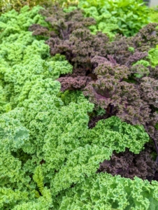 Look at our bed of kale – very pretty with ruffled leaves and the purple and green colors. Kale or leaf cabbage is a group of vegetable cultivars within the plant species Brassica oleracea. Notice, the central leaves do not form a head.