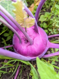 You can find green, purple, white, and even blue fleshed kohlrabi. Typically found at farmers markets, purple kohlrabi is favored for its crunchy texture and sweet flavor, utilized in both raw and cooked dishes.
