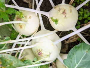 Kohlrabi, also called German turnip, is a biennial vegetable - a low, stout cultivar of wild cabbage. White kohlrabi bulbs have a neutral, sweet, and subtly peppery flavor close to broccoli, turnips, or cabbage, but bulbs are much milder. The leaves and stems are also edible and have a taste similar to collard greens or kale.