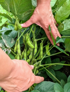 Under the leaves in this area are the edamame beans - whole, immature soybeans, sometimes referred to as vegetable-type soybeans. They are green and differ in color from regular soybeans, which are typically light brown, tan, or beige.