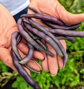 Elvira also picked beans. Beans grow best in full sun and moist soil. Bush beans are second only to tomatoes as the most popular vegetables in home gardens. Bush beans, or snap beans, are eaten when the seeds are small. They are also called string beans because of a fibrous string running the length of the pod. Purple beans are so pretty – violet-purple outside and bright green inside with great flavor.