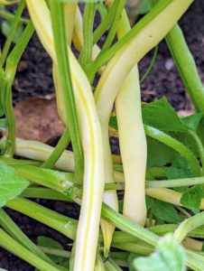 These yellow beans are also pretty. Bush beans grow on shrubby plants and are very prolific producers. They can continually produce throughout the season with the proper care. In general, bush beans should be ready in 50 to 55 days.