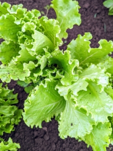 We’re always growing lettuce. Lettuce, Lactuca sativa, is a cultivated plant of the daisy family, Asteraceae. Lettuce is a fairly hardy, cool-weather vegetable that thrives when the average daily temperature is between 60 and 70-degrees Fahrenheit. We always grow several varieties.