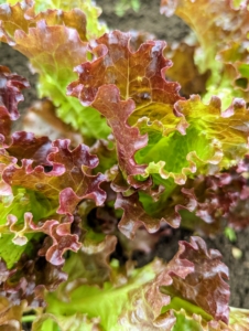 Lettuces can generally be placed in one of four categories: looseleaf, butterhead, crisphead, and romaine.