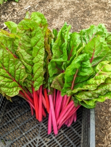 Swiss chard always stands out in the garden, with its rich red stalks. Swiss chard is a leafy green vegetable often used in Mediterranean cooking. The leaf stalks are large and vary in color, usually white, yellow, or red. The leaf blade can be green or reddish in color. Harvest Swiss chard when the leaves are tender and big enough to eat.