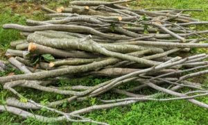 Here's a pile of smaller branches also neatly piled nearby.