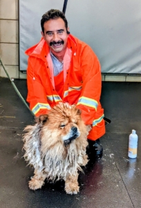 Carlos wears a full rain suit and boots, so he doesn't get wet. Here he is stopping for a quick photo with Qin. Carlos shampoos Qin’s entire coat from head to tail.