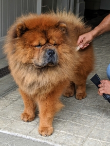 According to the breed standard, Chows must have a lovely thick mane, with small rounded ears, giving it the appearance of a lion when all grown up. Han is a handsome boy.