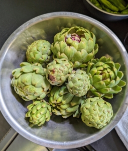 Here's a bowl of garden fresh artichokes. I love artichokes. We have many growing! Artichokes are actually flower buds, which are eaten when they are tender. Buds are generally harvested once they reach full size, just before the bracts begin to spread open. When harvesting, cut the stem approximately one to three inches from the base of the bud. The stem becomes a useful handle when trimming the artichoke.