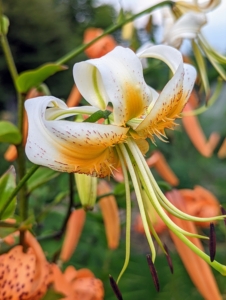 There are also a few white lilies in this bed – adding more interest to the long floral display.