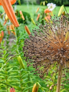 In various spots along the pergola garden are some of the dried alliums which I leave through the season.