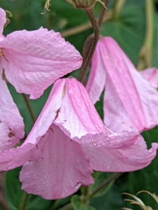 There are a few bell-shaped clematis flowers that are still going strong too. These have slightly fragrant blooms.