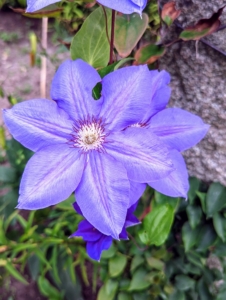 On the granite posts, there are a few lasting clematis flowers. I have always loved clematis, and over the years I have grown many varieties of this wonderful plant. When well-maintained, clematis can bloom profusely from early summer to early fall.