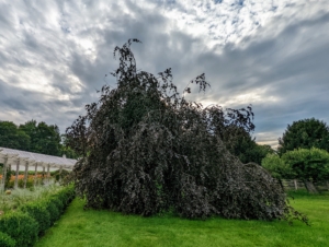 Not far from the pergola is this giant weeping copper beech tree – I love these trees with their gorgeous forms and rich color. I have several large specimens on the property. On this afternoon, the clouds were also rolling in - look at the sky. Unfortunately, rain did not follow.
