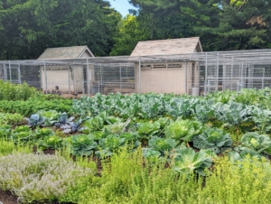 Here is one side of my vegetable garden down by the chicken coops. The vegetable gardens are entirely fenced in to protect the crops from hungry creatures. I try different configurations every year to see which ones work best for what we are growing. I like to use the most amount of space possible for planting.