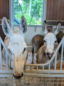 My donkeys are so curious. Clive and Truman "TJ" Junior turn their heads to see what all the commotion is about. Most donkeys do not wear shoes, but they do need their hooves trimmed and filed regularly.