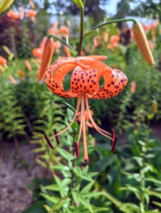 Tiger lilies are covered with black or deep crimson spots, giving the appearance of the skin of a tiger. They have large, down-facing flowers, each with six recurved petals. Many flowers can be up to five inches in diameter.