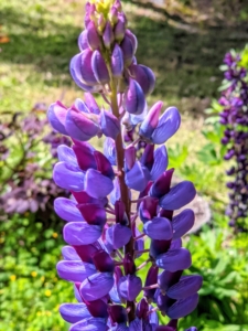 These lupine flowers are attractive and spiky, reaching one to four feet in height. Lupine flowers may be annual and last only for a season or perennial, returning for a few years in the same spot in which they were planted. The lupine plant grows from a long taproot and loves full sun. The flowers are produced in dense or open whorls on an erect spike, each flower about one to two centimeters long. The pea-like flowers have an upper standard, or banner, two lateral wings, and two lower petals fused into a keel.