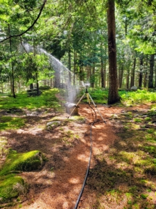 Never direct hard spraying sprinklers at trees – this may mar the bark. Instead, use harder sprays for more open spaces or limit watering between the trees.