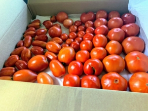 And more than three boxes of our beautiful, ripe red tomatoes. This was our first picking. We’ll be harvesting tomatoes for a couple of weeks – a little bit every few days.