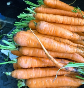 This past weekend, we harvested many bright orange carrots.