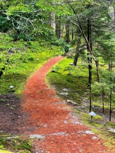 Here is one section of a pine-needle covered footpath that meanders through the property. On both sides, one can see lots of moss growing. During the summer, I always fill several of my garden planters with some of the natural elements found in the woodlands. Various mosses, lichens, seedlings, pine needles, and old pieces of wood are brought in to create miniature forests that last all season long.