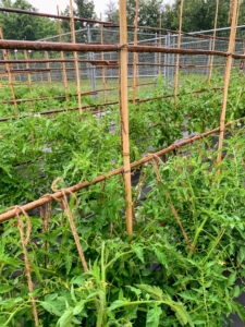 And then tied to the crossbars. With the crossbars, there is plenty of space to tie and support every tomato vine. This is the best method we have used yet.