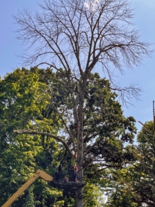 Here, Pasang starts by removing the smaller branches first. It is quite a process - an arborist must work carefully to ensure the safety of everyone involved.