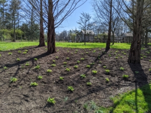 Here they are after they were all planted in April of 2020. Remember the gardening rule of thumb - the first year the plants sleep, the second year they creep, and the third year they leap.