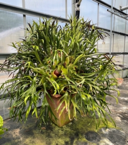 Many of you may recognize this plant - a staghorn fern. This specimen is more than 25 years old!