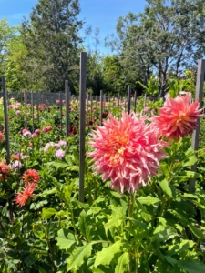 And so many dahlias filling the beds with color.