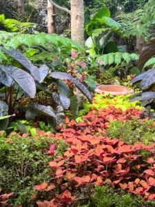 In this patch of beautiful plantings is Coleus 'Bryce Canyon', Coleus 'Brooklyn Horror', Colocasia 'Diamond Head', some Australian tree ferns, and Medinilla magnifica.