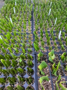In the greenhouse, trays of Eucomis "Pineapple Lily" cuttings.