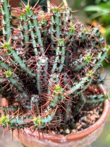 This is Euphorbia Aeruginosa - a succulent member of the spurge family native to South Africa. It grows as a small shrub with multiple spiny blue-green photosynthetic stems. Its name, which means 'verdigris', refers to the coppery-green branches which have contrasting reddish-brown spines.