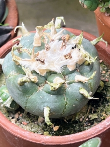 This is called Lophophora - a genus of spineless, button-like cacti. The species are extremely slow growing, sometimes taking up to 30-years to reach flowering age, which is the size of about a golf ball, excluding the root.