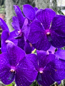 Growing beautifully at Landcraft Environments are the Vanda orchids. Vanda orchids produce some of the more stunning blooms in the genera. Vanda orchids are heat-loving and native to tropical Asia.