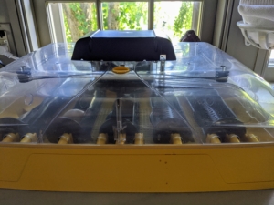 I am so happy I am able to properly incubate and hatch healthy fowl right here at the farm. The eggs are kept in optimal hatching temperatures and are safe from any pecking hens in the coop. Here is my incubator in my kitchen. The incubation period for Guinea eggs is 26 to 28 days, similar to the incubation period for turkeys.