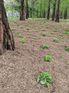 In the spring of last year, we mulched the entire area. The hostas are already looking quite strong. All the hostas are planted under a grove of dawn redwoods, Metasequoia. These trees grow faster than most trees. I planted these about 12 years ago.