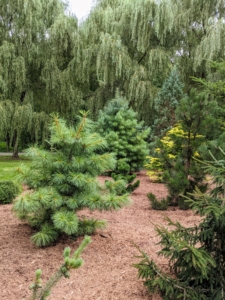 The collection includes pine trees, but I have also included many spruces, firs, and other evergreens. I love all the different sizes and varieties.