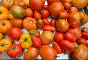 At long last, our tomatoes are ripe for picking. We grow about 100 tomato plants every year.