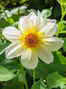 This is a single dahlia with just one row of petals surrounding the center disc.