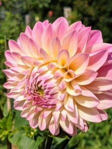 From the side, many dahlia petals grow all around the flower head giving it a very full appearance.