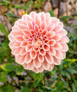 There are some 57,000 varieties of dahlia, with many new ones created each year.