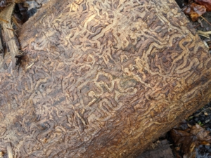 And here is an image showing the damage done by the emerald ash borer under the bark. The ash borer, also known by the acronym EAB, is responsible for the destruction of tens of millions of ash trees in 30 US states since it was first identified in this country in 2002.