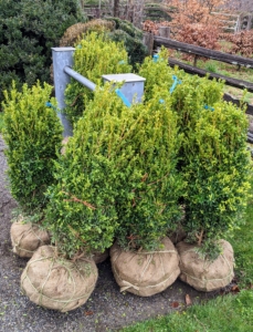 And, of course boxwood. I love boxwood, Buxus, and have hundreds of shrubs growing on my property. I use boxwood in borders and hedges, as privacy screens, as accent plants in my formal gardens, in the long allée to my stable, and now in the maze.