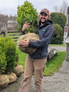 Here's my gardener, Brian O'Kelly, unloading some of the many specimens for our maze.