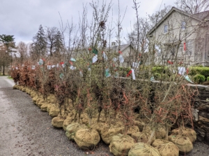 I also ordered a selection of European hornbeams, green columnar beech trees and purple columnar beech trees. This photo was taken in early spring, so they had not yet leafed out.