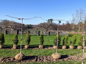 Here is a view of the placed espalier trees. Espalier refers to an ancient technique, resulting in trees that grow flat, either against a wall, or along a wire-strung framework. Many kinds of trees respond beautifully to the espalier treatment, but fruit trees, like apple and pear, were some of the earliest examples. Espaliered trees can grow between four and eight feet apart - enough to allow them room as they grow, but still be close enough for a proper espalier.